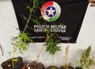 Plantação de maconha é descoberta em residência de Passo de Torres