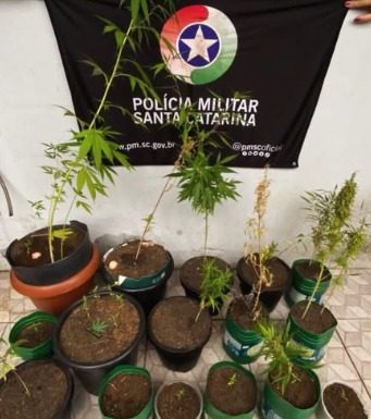 Plantação de maconha é descoberta em residência de Passo de Torres