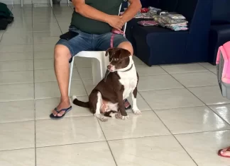 Balneário Arroio do Silva promove mutirões de castração em 2026