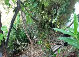 Mulher de 53 anos morre após capotamento em Jacinto Machado