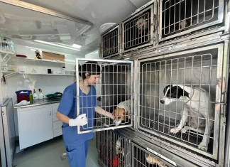 Primeiro mutirão do Pet Levado a Sério com resultados positivos em Santa Rosa do Sul