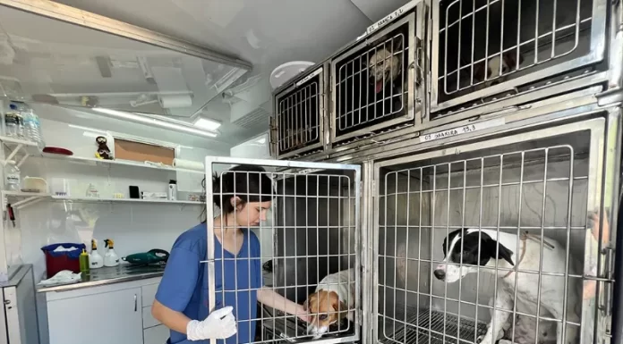 Primeiro mutirão do Pet Levado a Sério com resultados positivos em Santa Rosa do Sul