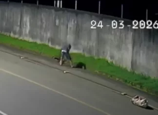 Polícia identifica suspeito de matar tamanduá a pauladas em Turvo