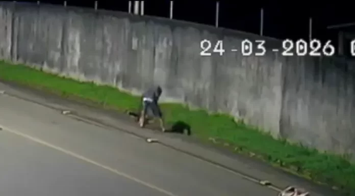 Polícia identifica suspeito de matar tamanduá a pauladas em Turvo