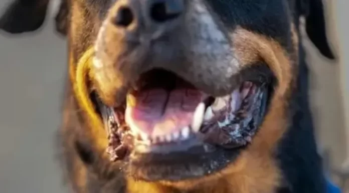 Criança morre após ataque de cão em Santa Catarina