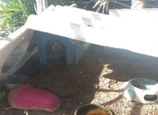 Cães são encontrados em situação de maus-tratos e homem é preso em São João do Sul
