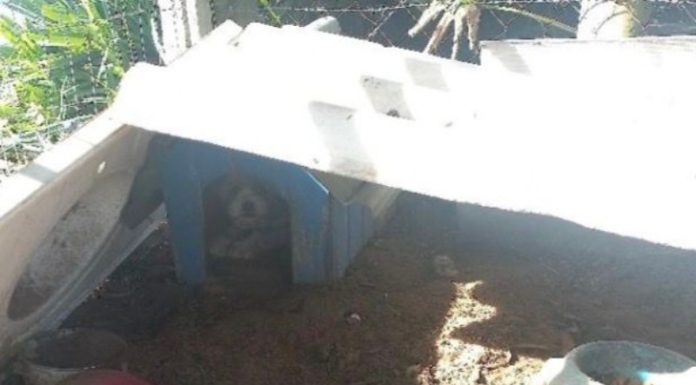 Cães são encontrados em situação de maus-tratos e homem é preso em São João do Sul