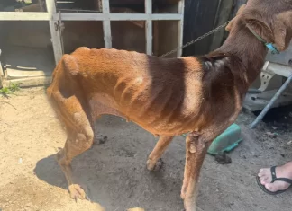 CENAS DE ABANDONO: homem de aproximadamente 60 anos é preso por maus-tratos a cães em Jacinto Machado