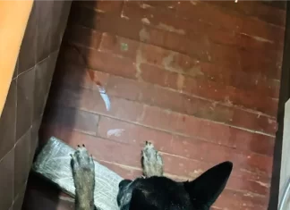 Polícia Civil prende dois homens em flagrante e apreende entorpecentes em Criciúma