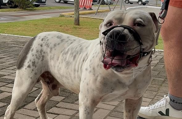 Prefeitura de Sombrio abre agendamentos para novo mutirão de castração e microchipagem de cães e gatos